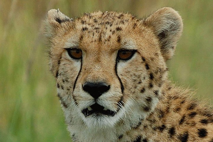 Ann Van Dyk Cheetah Centre Tour from Johannesburg